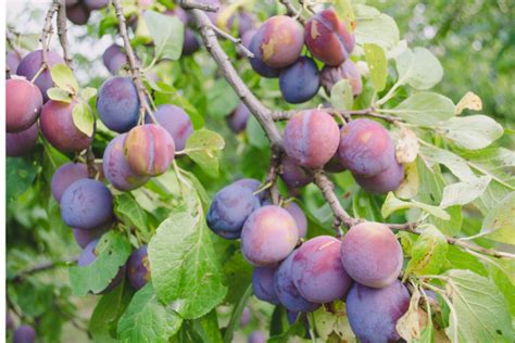 Infografika s odporúčanými jesennými hnojivami pre slivky