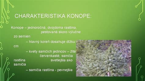 Ilustrácia rôznych metód klíčenia semien konope