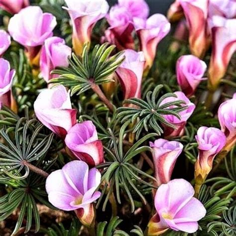 Ilustrácia rastliny Oxalis Versicolor s detailom listov a kvetov