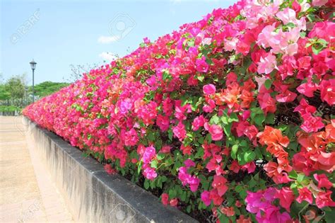 Príklad maskovania betónového plota pomocou popínavých rastlín