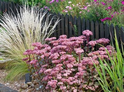 Koláž rôznych druhov trvaliek vhodných do predzáhradky