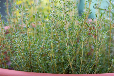 Ilustračná fotografia rozmarínu v črepníku na parapete