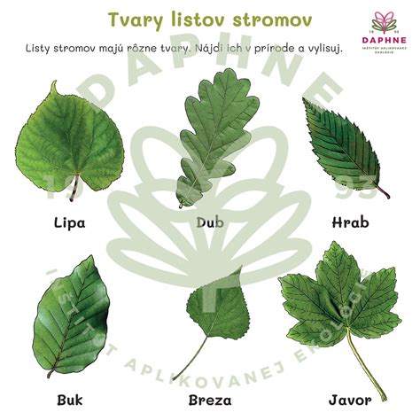 Ilustrácia stromu a listov tisu obyčajného