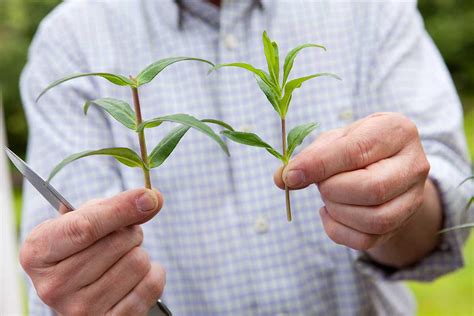 Ilustrácia odrezkov tisu pripravených na zakorenenie