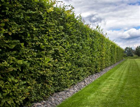 Živý plot vytvorený z tisu