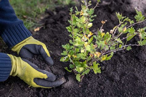 Ilustračný obrázok správne pripravenej výsadbovej jamy s kompostom a pripraveným stromčekom.