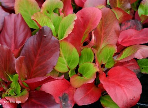 zimné sfarbenie listov bergénie