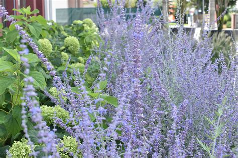 Rôzne kultivary vajgely v záhrade