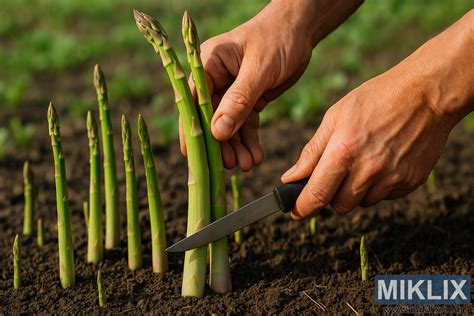 Detailný pohľad na ručný zber bavlníkových toboliek