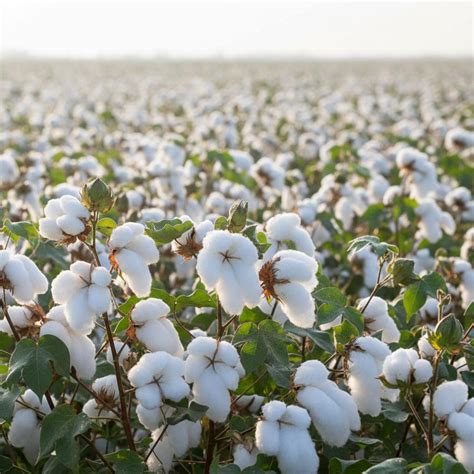 Schéma znázorňujúca proces spracovania bavlny od vlákna po priadzu