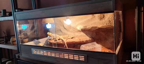 terárium s borovicovou kôrou ako substrátom