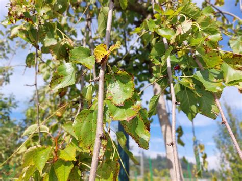 Detail listov moruše čiernej