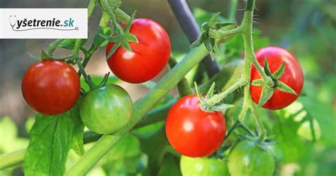 Detail listu rajčiny s príznakmi plesňového ochorenia.