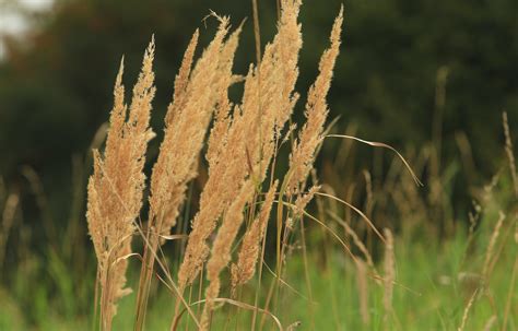 detail strihania pampovej trávy na jar