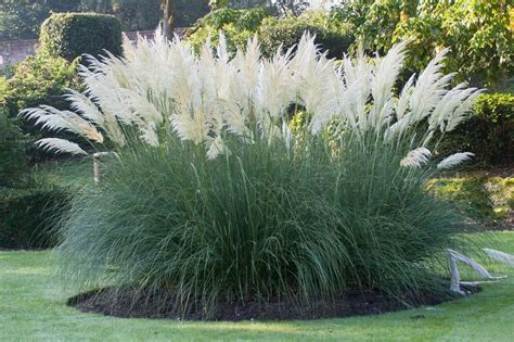 pampová tráva pestovaná v črepníku na terase