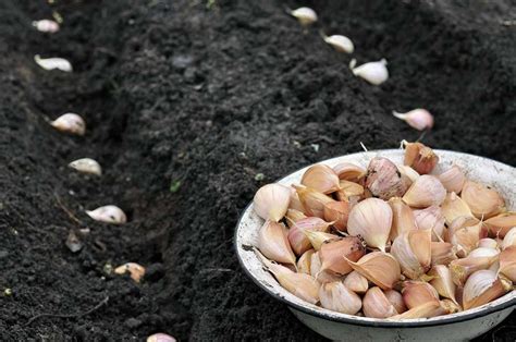 Detailné zobrazenie správneho zasadenia strúčika cesnaku (hrotom nahor).