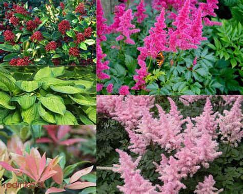 Ilustračná fotografia záhradníka zapracovávajúceho rastliny do pôdy