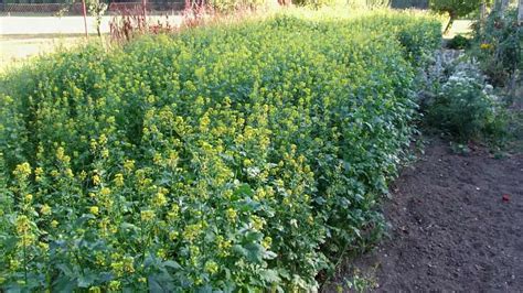 Kalendár zobrazujúci optimálne obdobie pre výsev zeleného hnojenia