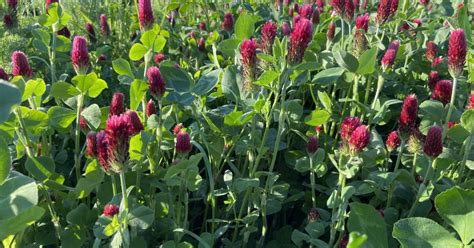 Ukážka rôznych druhov rastlín vhodných na zelené hnojenie