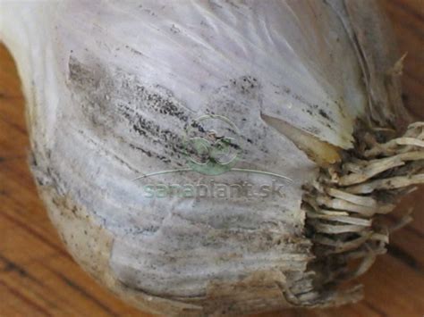 detailný nákres správneho zasadenia strúčika cesnaku