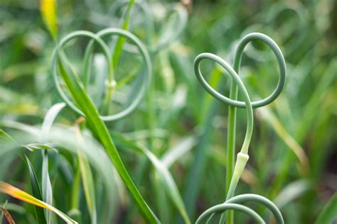 ilustrácia vylamovania kvetnej stonky u paličiaka