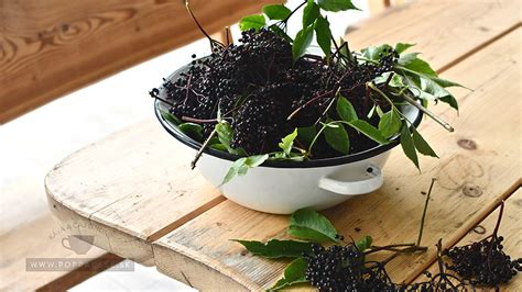 Koláž rôznych produktov z plodov moruše: džem, sirup, čerstvé plody, víno.