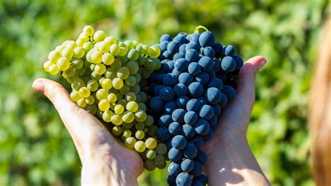 infografika zobrazujúca účinky hrozna na zdravie