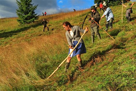 Ilustračná fotografia rôznych druhov trávnych a ďatelinových rastlín
