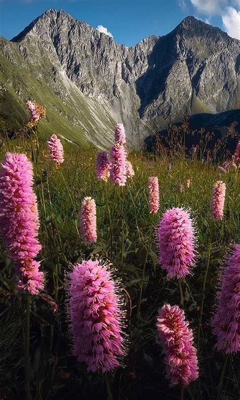 panoráma vysokohorských lúk v Tatrách s typickou vegetáciou