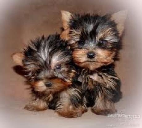 Šteniatka Yorkshire teriéra vo veku niekoľkých týždňov.