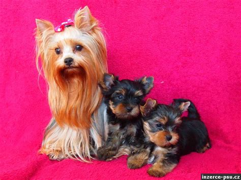 Yorkshire teriér hrajúci sa s loptičkou.