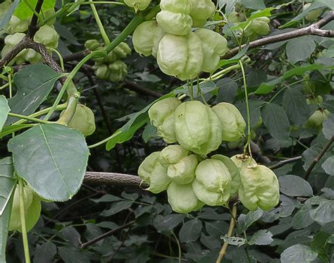 klokoč perovitý v prírode