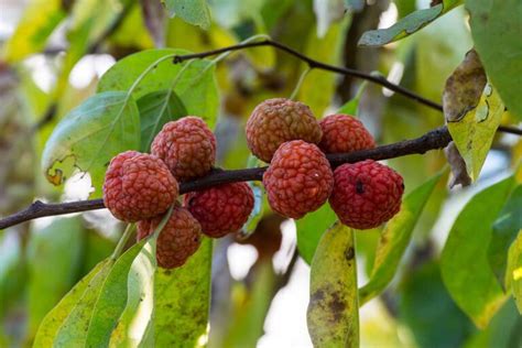 plody klokoča perovitého