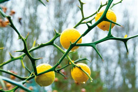 Zrelé, zlatožlté plody citrónovníkovca trojlistého