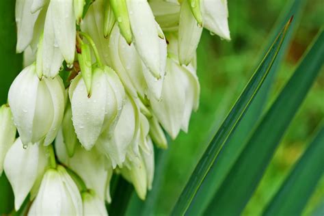 Detail listov juky s typickými vláknami