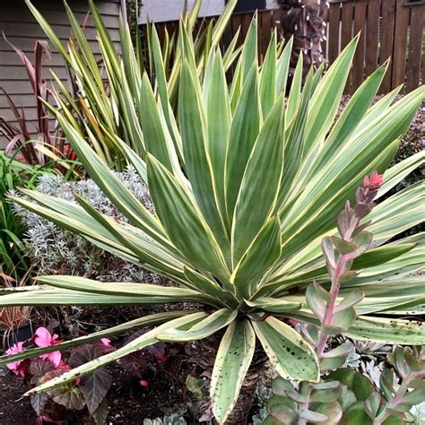 Juka s odkvitnutým kvetenstvom pripravená na rez