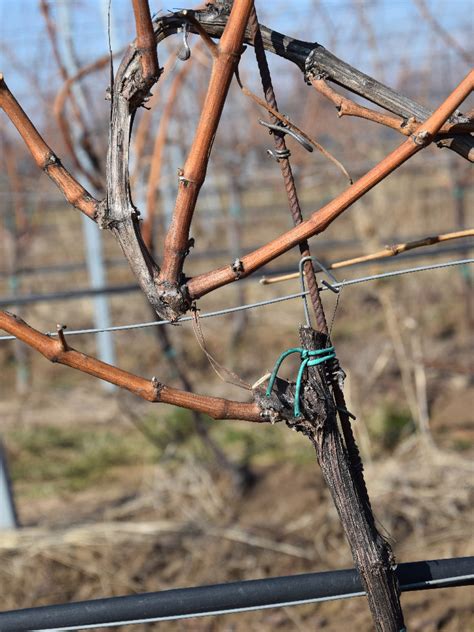 Vizualizácia správneho tvarovania výhonov tayberry na opore