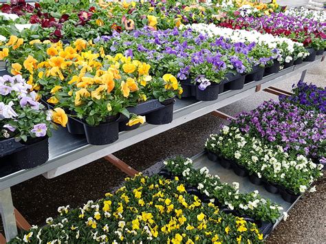 Koláž fotografií rôznych druhov dvojročných rastlín: sirôtky, sedmokrásky, nezábudky, náprstník, zvonček.