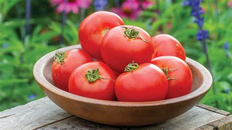 Detailný záber na bočný výhonok rajčiny, ktorý je pripravený na odstránenie.