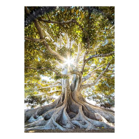 Ilustrácia znázorňujúca symbiózu mykorízy s koreňmi rastlín.