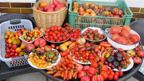 Ilustračná fotografia rôznych odrôd rajčiakov v záhrade