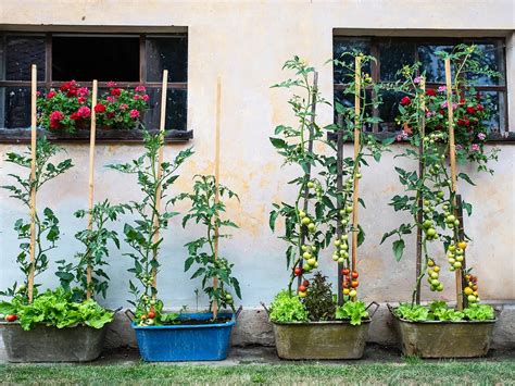 Rastliny rajčiakov vysadené v nádobách na balkóne