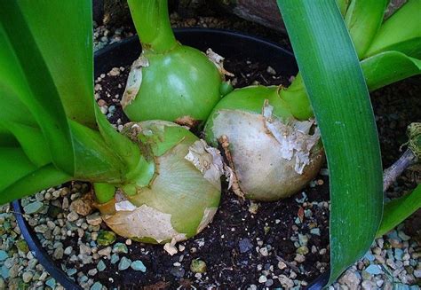 Detail zelené cibule snědku ocasatého s odlupujícími se slupkami