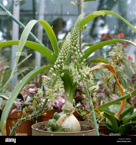 Ornithogalum longibracteatum v květináči s dlouhými zelenými listy