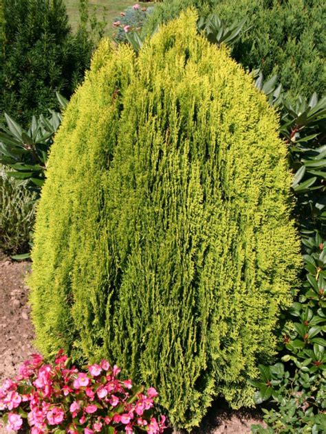 Ilustračná fotografia tuje východnej 'Aurea Nana' s typickým zlatistým ihličím