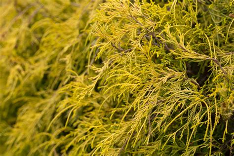 Detailné zobrazenie šupinatého ihličia a štruktúry vetvičiek tuje východnej 'Aurea Nana'