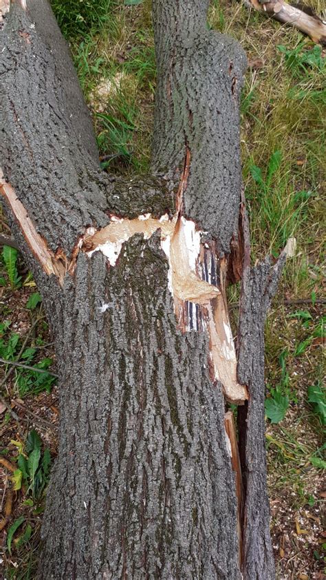 Vodorovné konáre a mohutný kmeň sú typické znaky stromov, ktoré vyrástli mimo konkurencie ostatných