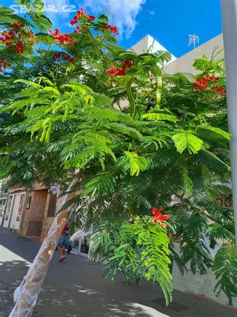 Ilustrácia ohňového stromu (Delonix regia) v plnom kvete, s výraznými červenými až oranžovými kvetmi a jemnými listami.