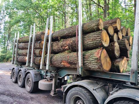 Ilustračná fotografia označenia dreva na odvoz v lese