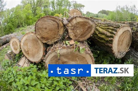 infografika znázorňujúca obvody kmeňov stromov, pri ktorých nie je potrebný súhlas na výrub